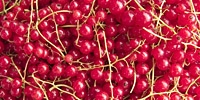 Niższe ceny porzeczek kolorowych w przetwórstwie