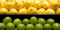 Poland: decrease in import of citruses in 2008