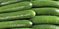 Poland: growing prices of cucumbers
