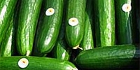Poland: prices of cucumbers