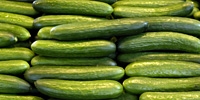 Poland: imported cucumbers stop the price of domestic cucumbers increasing