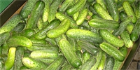 Greenhouse cucumbers: in Mazowsze region prices increased
