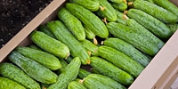 Poland: decrease in prices of imported cucumbers