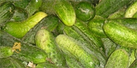 Cucumbers for pickling
