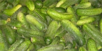 Field cucumbers already on the market