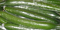 Podlasie region: decline in prices of cucumbers