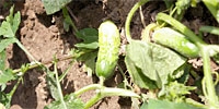 Drought will influence crops of field cucumbers