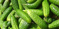 Field cucumbers: lower supply as a result of bad weather