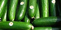 Poland: increase in cucumbers price