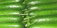 Poland: increase in prices of Spanish cucumbers