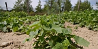 Production costs of field cucumbers