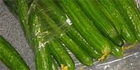 Poland: decline in prices of cucumbers