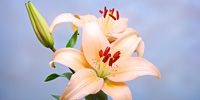 Aktualne ceny lilii