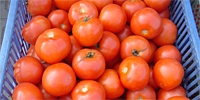 Poland: tomatoes will be more expensive