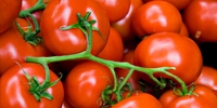 Poland: tomatoes more expensive in the south