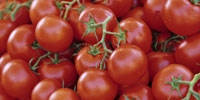 Poland: upward trend in tomatoes prices