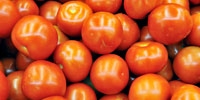 Poland: price of domestic tomatoes