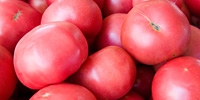 Poland: increase in prices of tomatoes