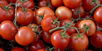 Poland: prices of imported tomatoes