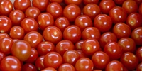 Poland: further increase in prices of tomatoes