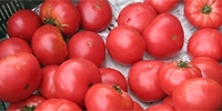 Lower demand for Polish tomatoes
