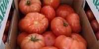 Poland: prices of tomatoes