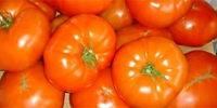Poland: season for imported tomatoes will start soon