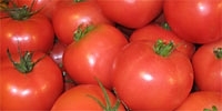 Poland: domestic tomatoes already more expensive than imported