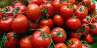 Poland: decrease in prices of tomatoes