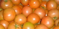 Poland: further increase in tomatoes prices