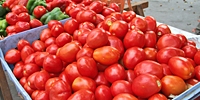 Poland: industrial tomatoes – prices better than last year