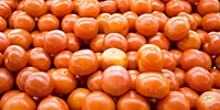 Poland: smaller size tomatoes not always cheaper