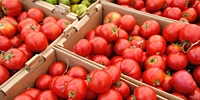 Poland: fluctuation in tomatoes prices