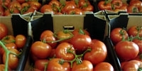 Moroccan tomatoes the cheapest on Polish market