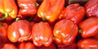 Poland: increase in prices of imported sweet pepper