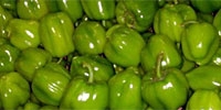 Poland: Przytyk – the area of sweet peppers production