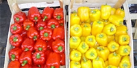 Poland: prices of sweet peppers
