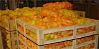 Slight decrease in prices of domestic sweet peppers