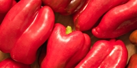 The end of purchase of red peppers for processing