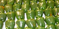 Poland: growing supply of green pepper
