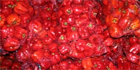 Poland: decrease in prices of imported sweet peppers