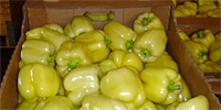 Poland: domestic sweet pepper already on the market