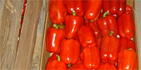 Poland: stable prices of imported sweet peppers