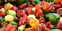 The end of the season of domestic sweet peppers