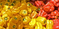 Poland: prices of sweet peppers
