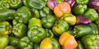 Poland: big demand for industrial sweet pepper