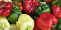 Poland: stable prices of sweet peppers