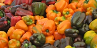 Peppers: more imported, price of domestic one is going up