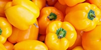 Yellow peppers for export