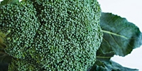 Poland: domestic broccoli already on the market